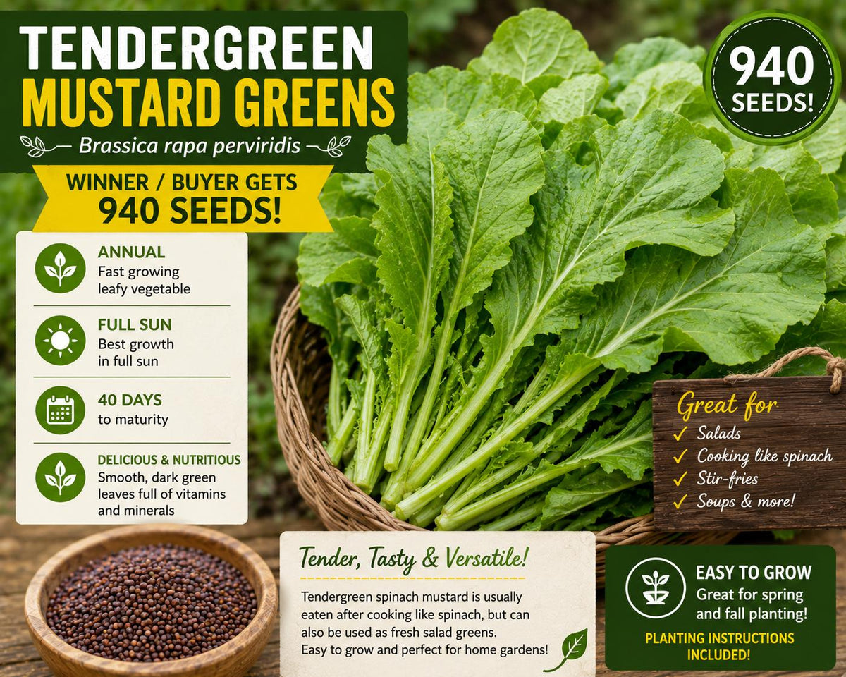 Tendergreen Mustard Greens Seeds – Brassica rapa perviridis Leafy Vegetable for Salads and Cooking, 940 Seeds