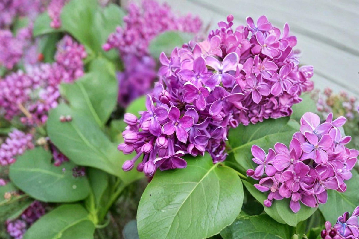 Purple Lilac Seeds for Planting – Syringa vulgaris – Fragrant Purple Flower Shrub – Garden, Landscape & Cottage Garden