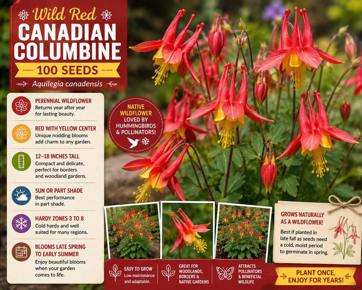Wild Red Canadian Columbine Seeds – Aquilegia canadensis Perennial Wildflower with Red and Yellow Blooms, Native Shade Garden Plant