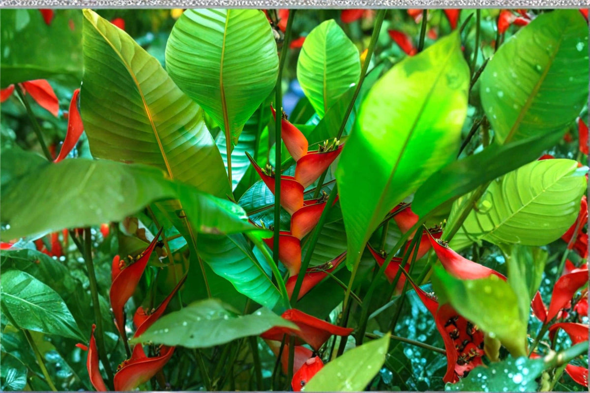 Heliconia champneana Seeds – Tropical Ornamental Plant with Bright Bracts, Banana Relative, Garden and Landscape Growing