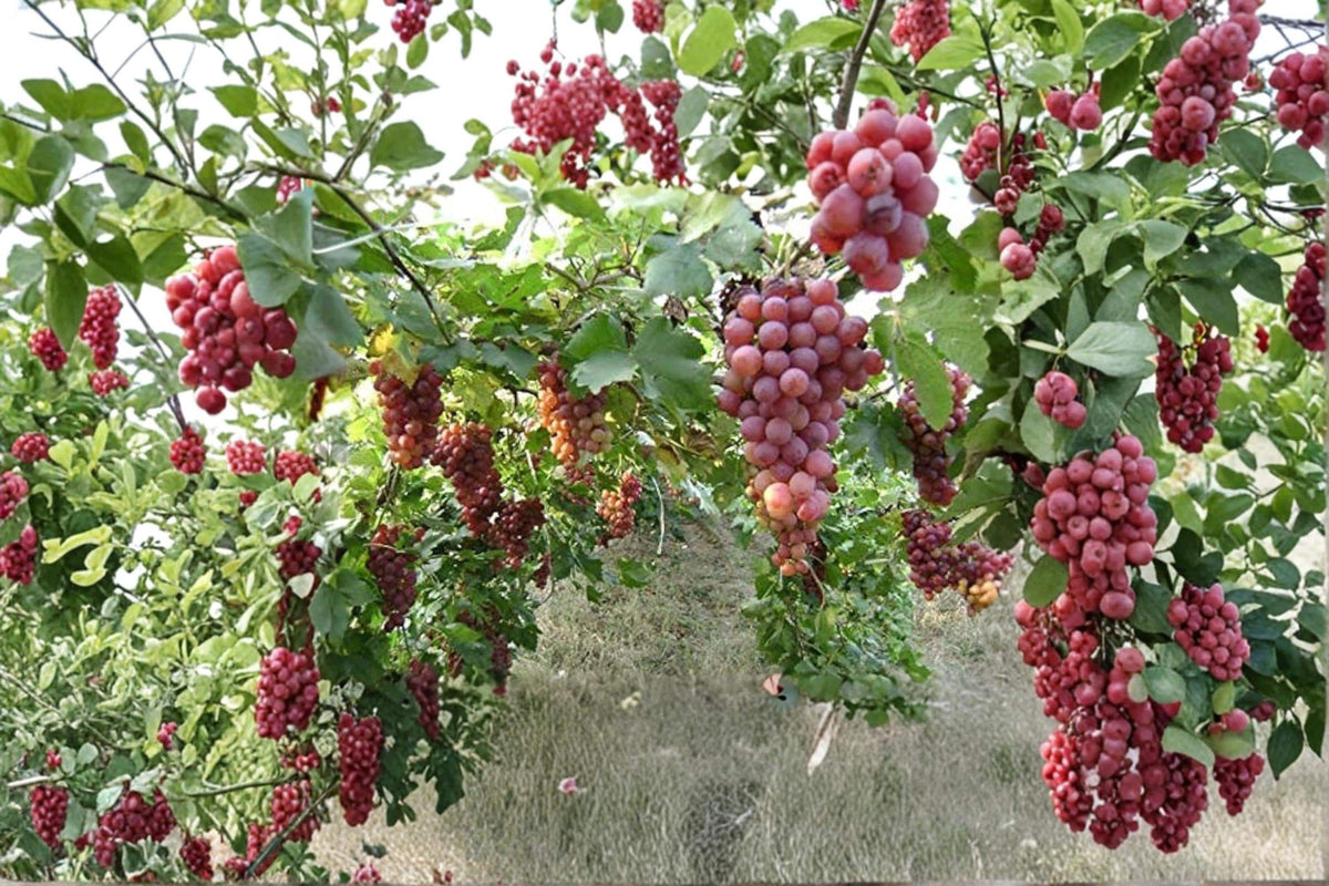 Concord Grape Seeds 10 Pack – Vitis labrusca Fruit Vine for Garden Planting, Climbing Vine, Backyard Vineyard