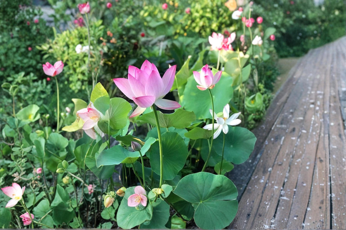 Bonsai Lotus Seeds 10 Pack Nelumbo nucifera Aquatic Flower Seeds for Water Garden and Pond