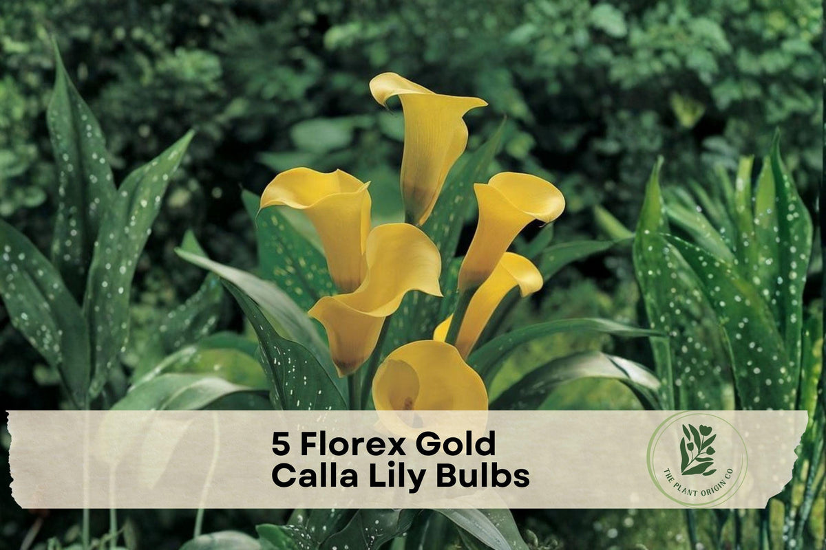 5 Florex Gold Calla Lily Bulbs – Zantedeschia Hybrid, Bright Golden Yellow Flowers for Garden Beds & Containers