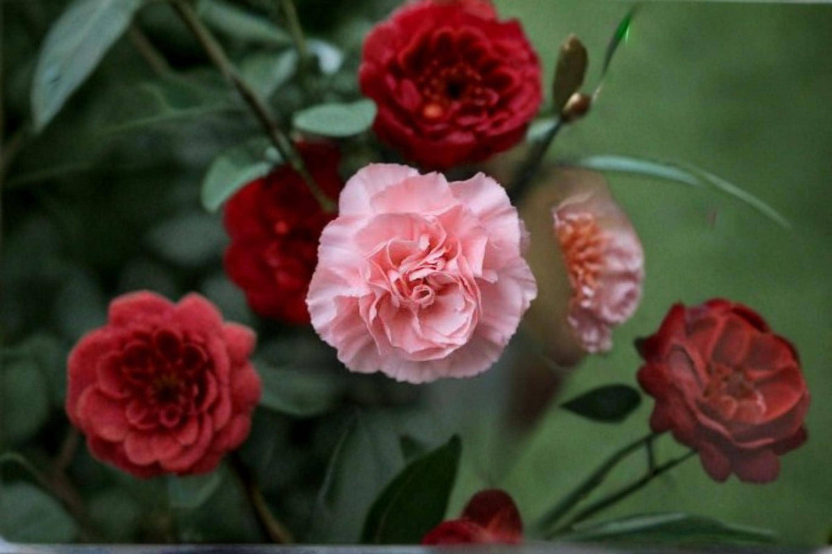 La France Pink Carnation Seeds – Dianthus caryophyllus Flower Seeds for Borders, Containers, Cut Flowers, Pink Blooms, Garden Planting