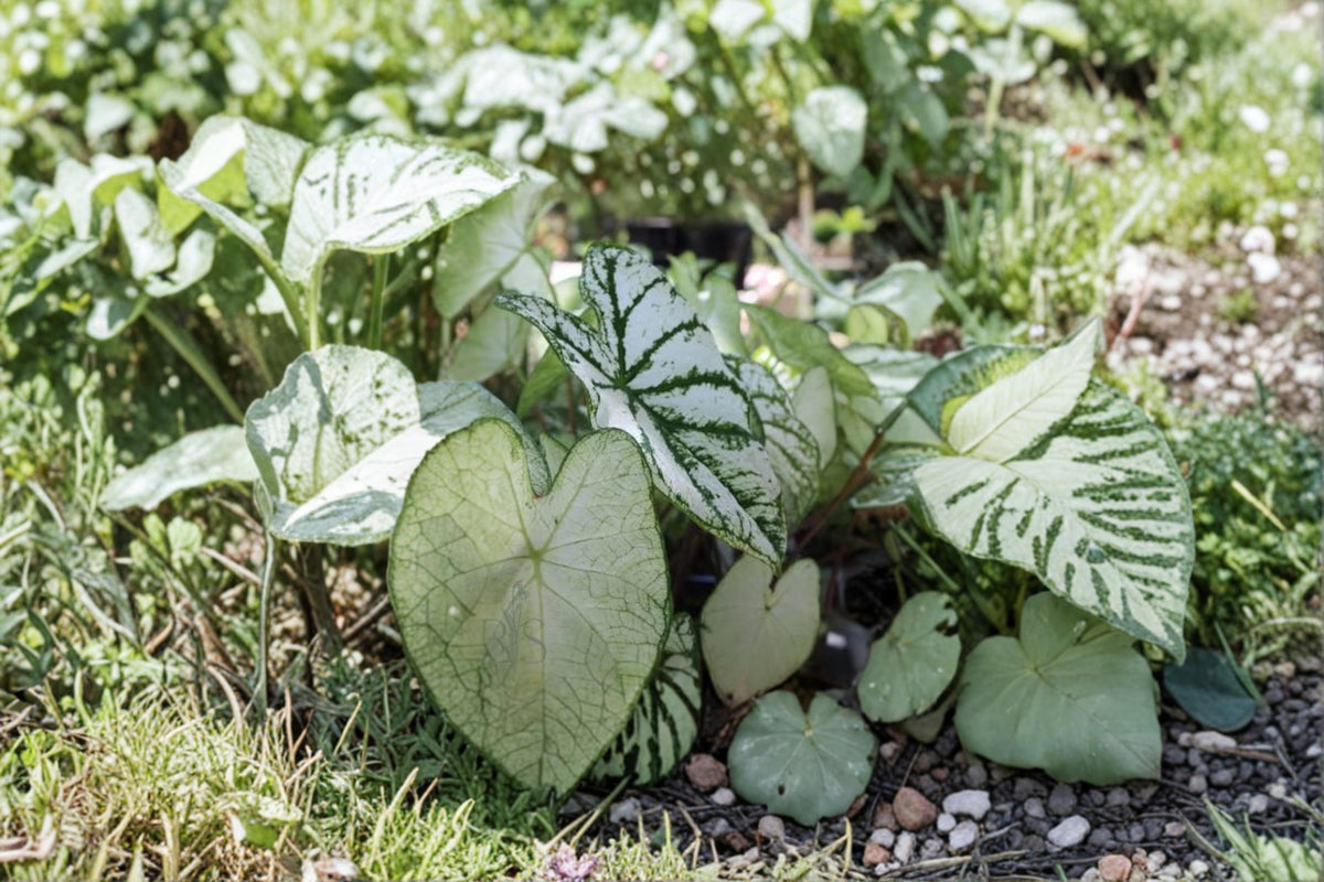 Fancy Caladium Bulbs – Caladium bicolor Tropical Foliage Bulbs for Shade Gardens & Containers