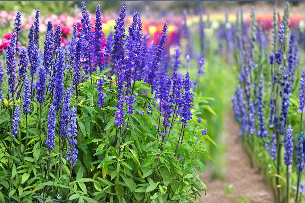 Blue Steel Sage Seeds – Salvia spp. Ornamental Blue Flowering Herb Seeds for Garden Borders, Pollinator and Bee-Friendly Planting