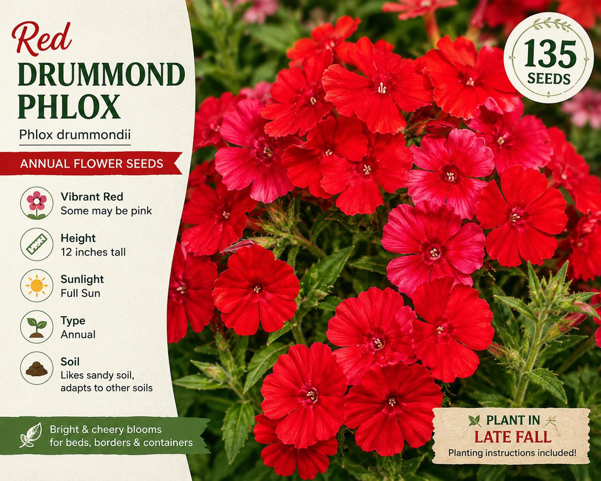 Red Drummond Phlox Seeds – Annual Flower, Vibrant Red & Pink Blooms, Phlox drummondii, 135 Seeds for Garden Beds & Borders