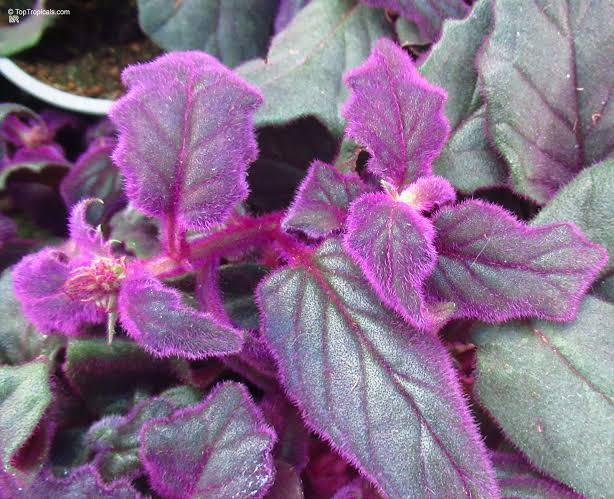 2 Purple Passion Velvet Live Starter Plants – Gynura aurantiaca Indoor Houseplants