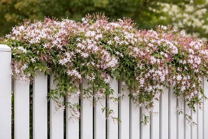 Pink Jasmine Live Starter Plant in 2 Inch Pot – Jasminum polyanthum