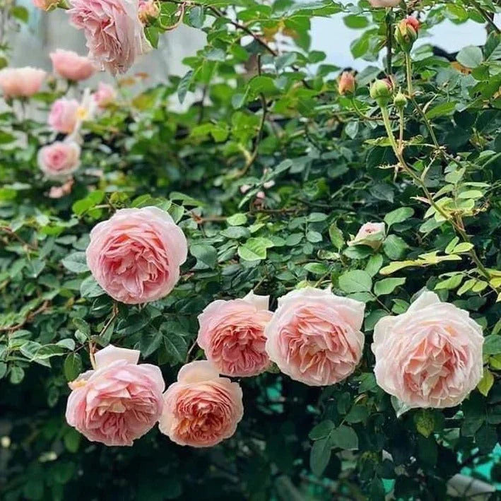 Abraham Darby Rose Bush | Live Bare Root Starter Plant | Apricot-Pink Fragrant David Austin English Rose