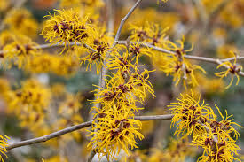Ripe Corn Witch Hazel Live Plant – 12 Inch Grafted Hamamelis x intermedia Yellow Winter Bloom Shrub