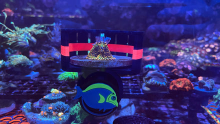 ClearShroom — Magnetic Mushroom Cage by Rhino’s Reef