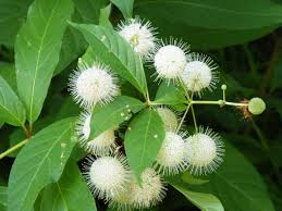3 Buttonbush Plants - Cephalanthus occidentalis | 12–18” Live Bare Root Native Shrub for Wetlands & Rain Gardens