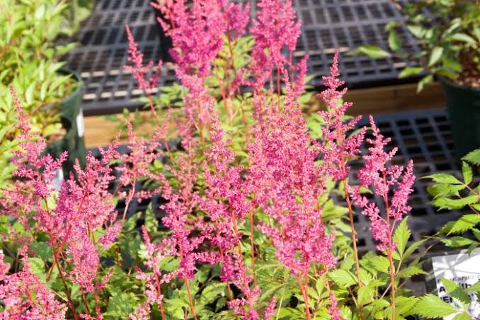 Rheinland False Spiraea 1 Gallon Live Plant – Astilbe × arendsii ‘Rheinland’