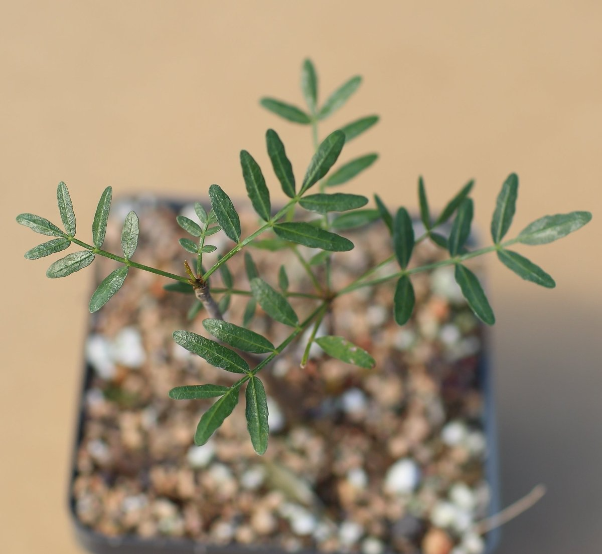 Bursera Microphylla Waterman Form 7" Rare Succulent Plant - Arizona Native Bare Root