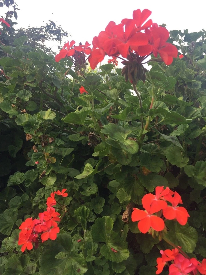 Pelargonium Zonal Geranium 4 Cuttings 6" Orange-Red Blooms Starter Plants