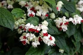 1 Bleeding Heart Rooted Starter Plant - Clerodendrum thomsoniae with White & Red Blooms, Hardy Garden Vine