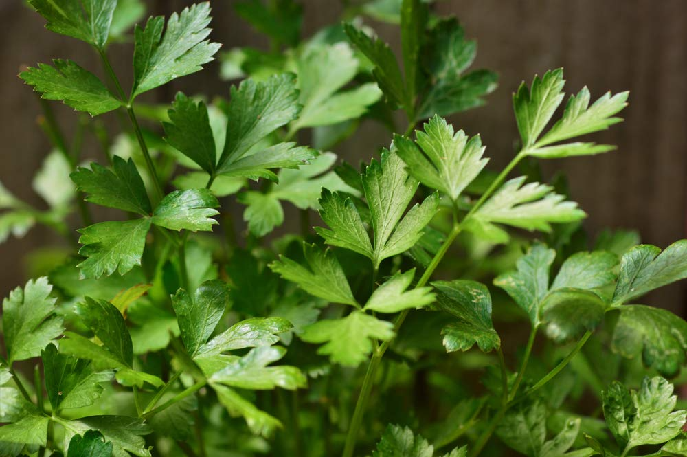 2,000 Italian Giant Parsley Seeds – Non-GMO Heirloom, Culinary Herb,