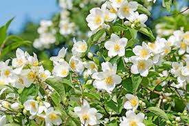 Philadelphus Sweet Mock-orange Bare-root 18-24" Tall - Fragrant White Flowers, Attracts Pollinators