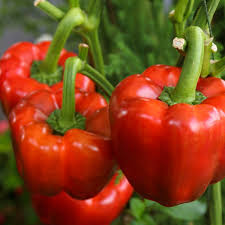 30 Seeds Sweet Pepper Yolo Wonder Bell Improved – Capsicum annuum | High-Yielding Sweet Bell Peppers for Planting & Gardening