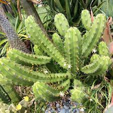 Myrtillocactus Geometrizans Rooted Cutting - 10-12" Tall, Prominent Black Spines, Blue Candle Cactus