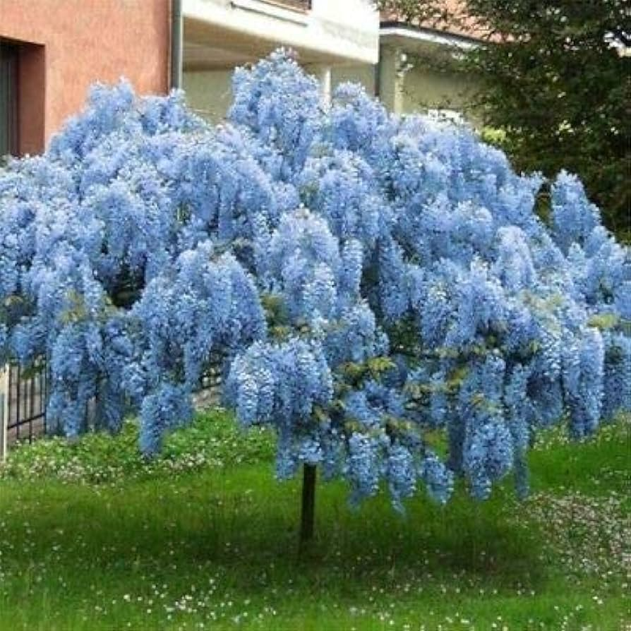 5 Blue Chinese Wisteria Seeds | Perennial Climbing Flower Vine Shrub (Wisteria sinensis), Fragrant Blooms, Fast-Growing, Garden Vine
