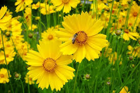 100mg Coreopsis Lance Leaved Dwarf Seeds, Coreopsis lanceolata, Compact Yellow Wildflower Blooms