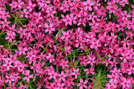 Scarlet Flame Creeping Phlox Seeds – 100+ Seeds – Perennial Groundcover with Scarlet Blooms for Borders, Slopes, and Rock Gardens – USA