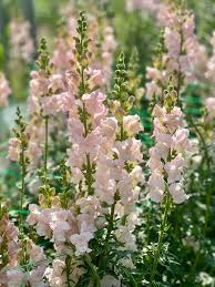 Antirrhinum majus Maryland Ivory Snapdragon Seeds – 1000+ Elegant Blooms for Garden & Cut Flowers