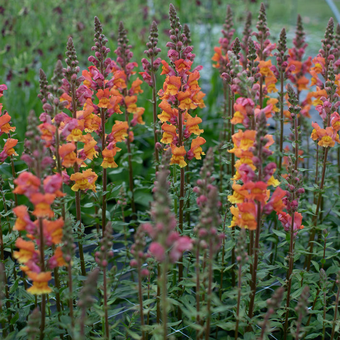 Antirrhinum majus Opus Early Bronze Snapdragon Seeds โ 1000+ Warm Copper-Toned Blooms for Garden & Cut Flowers