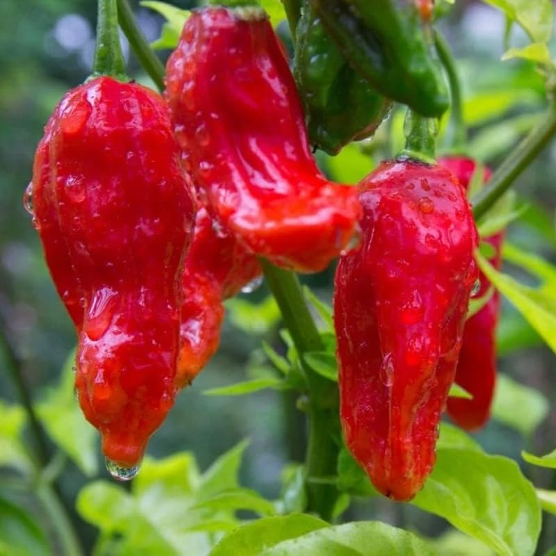Pepper X - 25 Seeds World's Hottest Pepper - USA Grown - - Extreme Heat - Ghost Pepper Hybrid - Home Garden