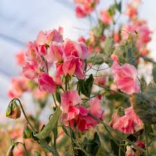 Susan Burgess Sweet Pea Seeds – 50+ Pure White Blooms, Climbing Vine for Trellises, Bouquets & Gardens, Lathyrus odoratus