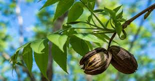 2 Live Bare-Root Seedlings Hardy Pecan Trees (Carya illinoinensis) 18"-24"