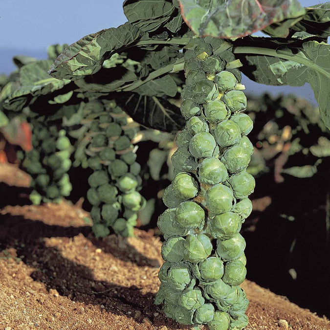 500+ Jade Cross Brussels Sprouts Seeds – Compact, High-Yield & Cold-Hardy Variety