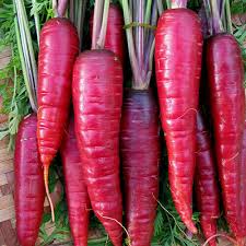 Purple Dragon Carrot Seeds | Heirloom Non-GMO | Spicy-Sweet Flavor | Rich Color | | Cool Season Vegetable