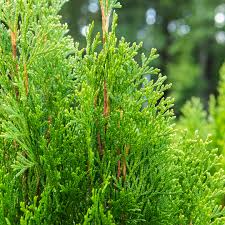 Arborvitae Emerald Green Thuja Emerald Shrub - 10 Fresh Cuttings (10-15 cm) for Rooting