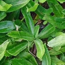 Culantro Ngo Gai Seeds – 100mg for Planting, Vietnamese Recao, Strong Aroma, Heirloom Herb, Garden & Container, Easy to Grow