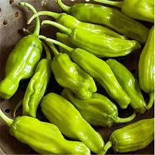 30 Seeds Golden Greek Pepperoncini – Mild Pepper, Capsicum annuum