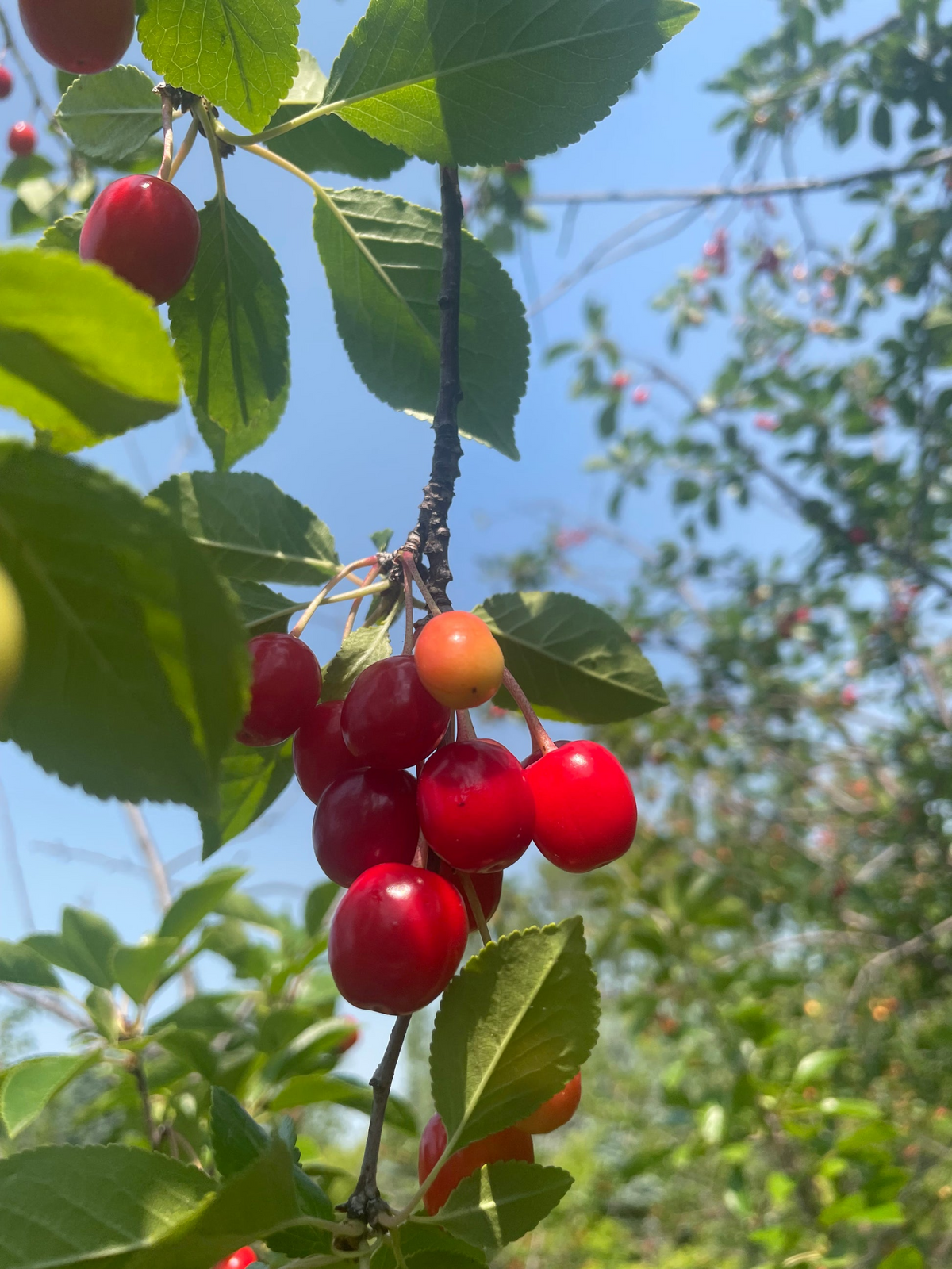 20 Evans Cherry Tree Seeds (Prunus cerasus 'Evans') - Edible Tart Cherries, Hardy & Self-Fertile