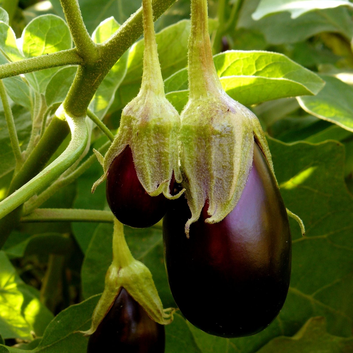 Eggplant Black Beauty Seeds – 300mg for Planting, Heirloom Variety, Large Glossy, High Yield, Heat Tolerant, Garden & Container