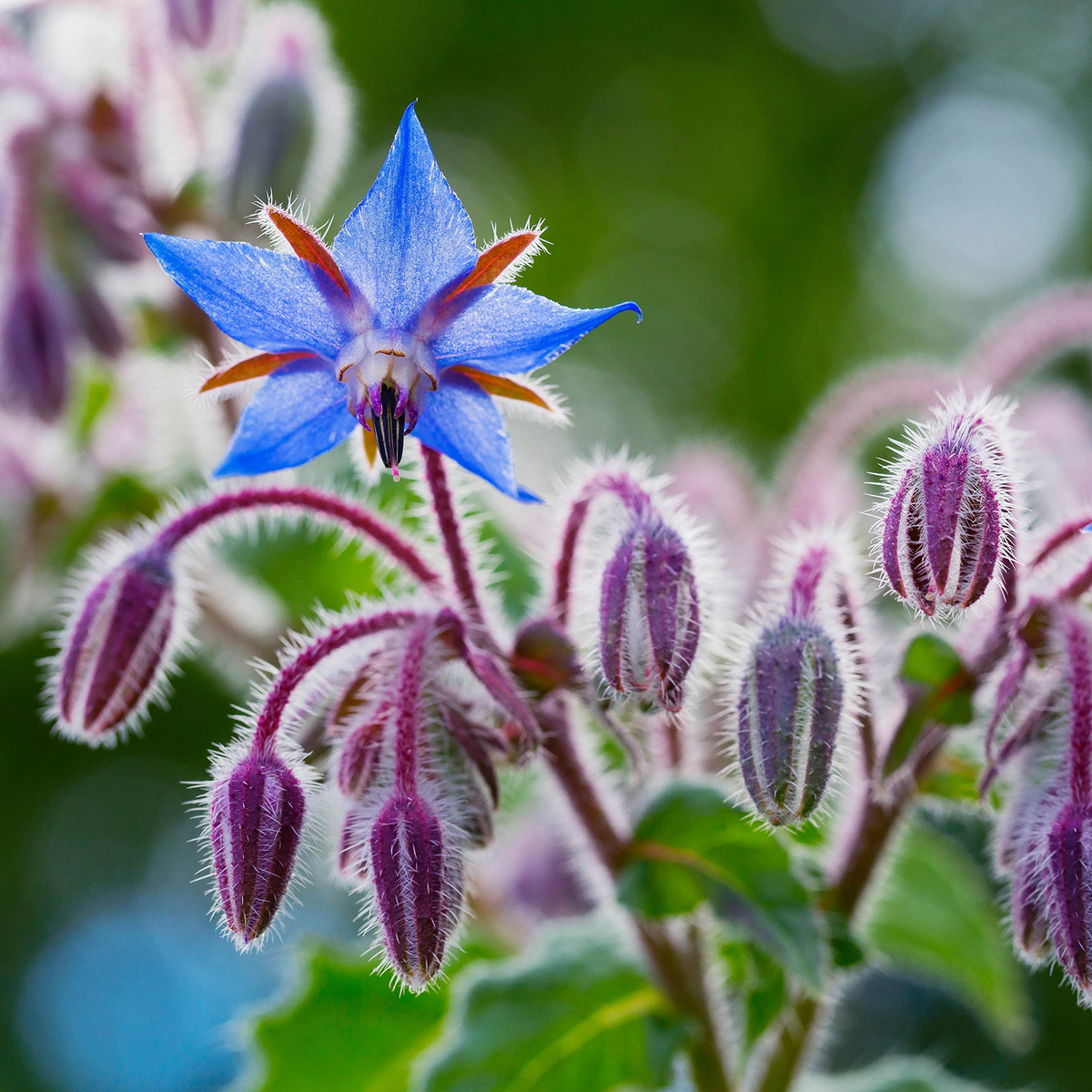 1 Gram Borage Seeds (Borago officinalis) – Edible Flowers, Pollinator Friendly, Easy to Grow Herb