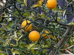 1 Live Hardy Orange Tree (Poncirus trifoliata) 8” Fully Rooted Cold-Hardy Citrus Plant