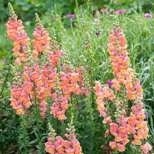 Antirrhinum majus Potomac Orange Snapdragon Seeds โ 1000+ Bright Tangerine Blooms for Garden & Cut Flowers