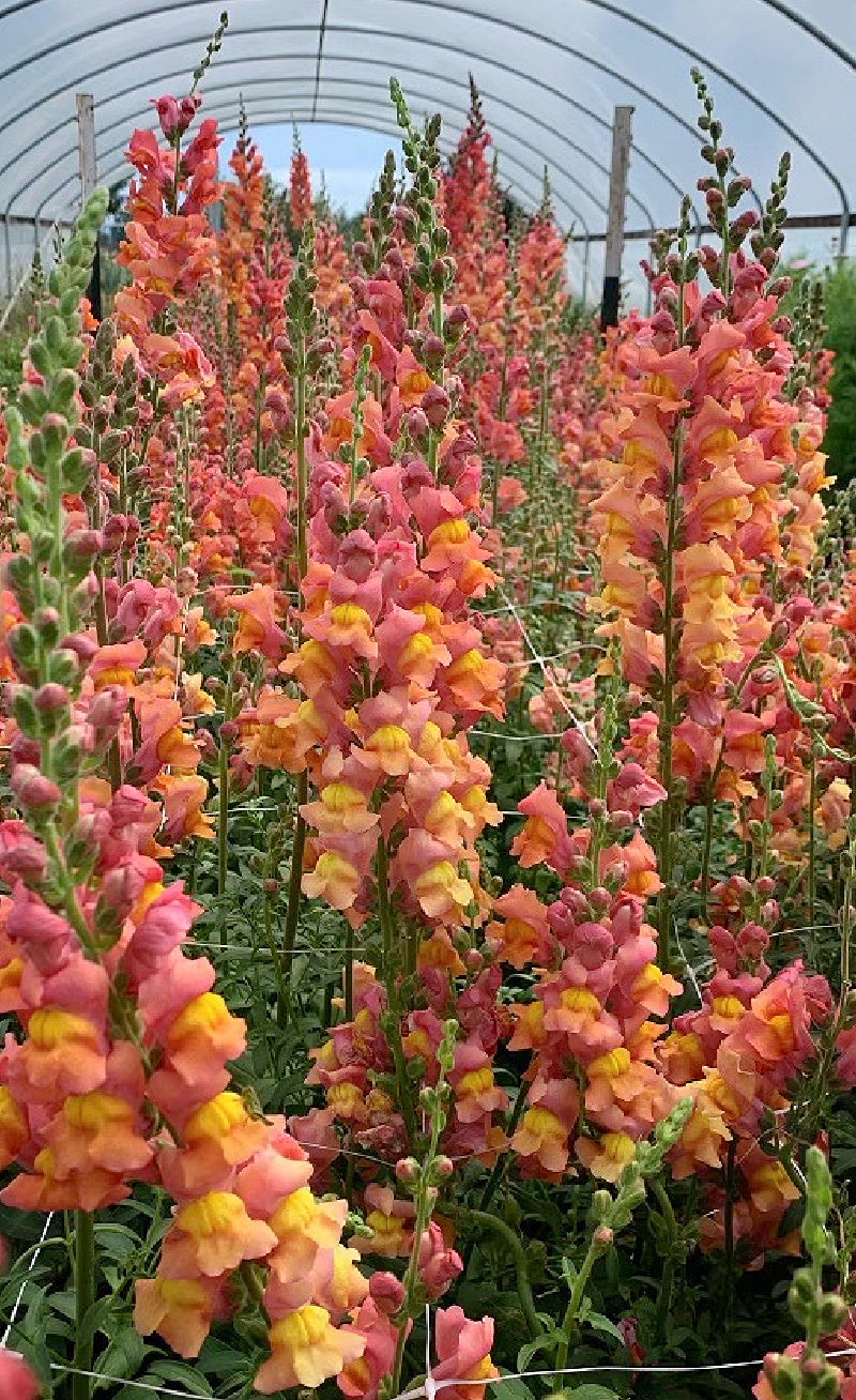 Antirrhinum majus Orange Wonder Snapdragon Seeds โ 1000+ Vibrant Orange Blooms for Garden & Cut Flowers