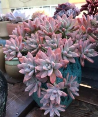 Live Succulent Graptosedum 'Francesco Baldi' | Rooted Plant in 2" Pot | Easy to Grow |