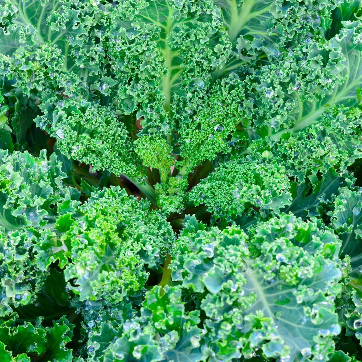 350 Dwarf Blue Curled Scotch Kale Seeds – Brassica oleracea Fresh, Nutritious Kale for Planting, Easy to Grow, Perfect for Salads & Cooking