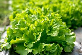 Black Seeded Simpson Leaf Lettuce Seeds – 1g for Planting, Heirloom Variety, Crisp & Tender, Fast Growing, Cold Hardy, Garden Container