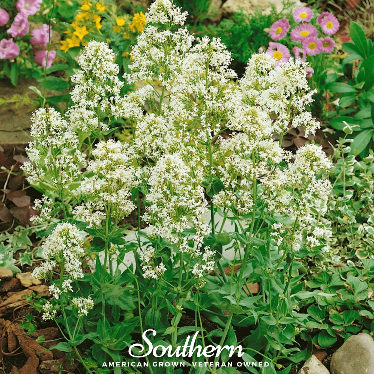 White Valerian Jupiter’s Beard – 50 Seeds