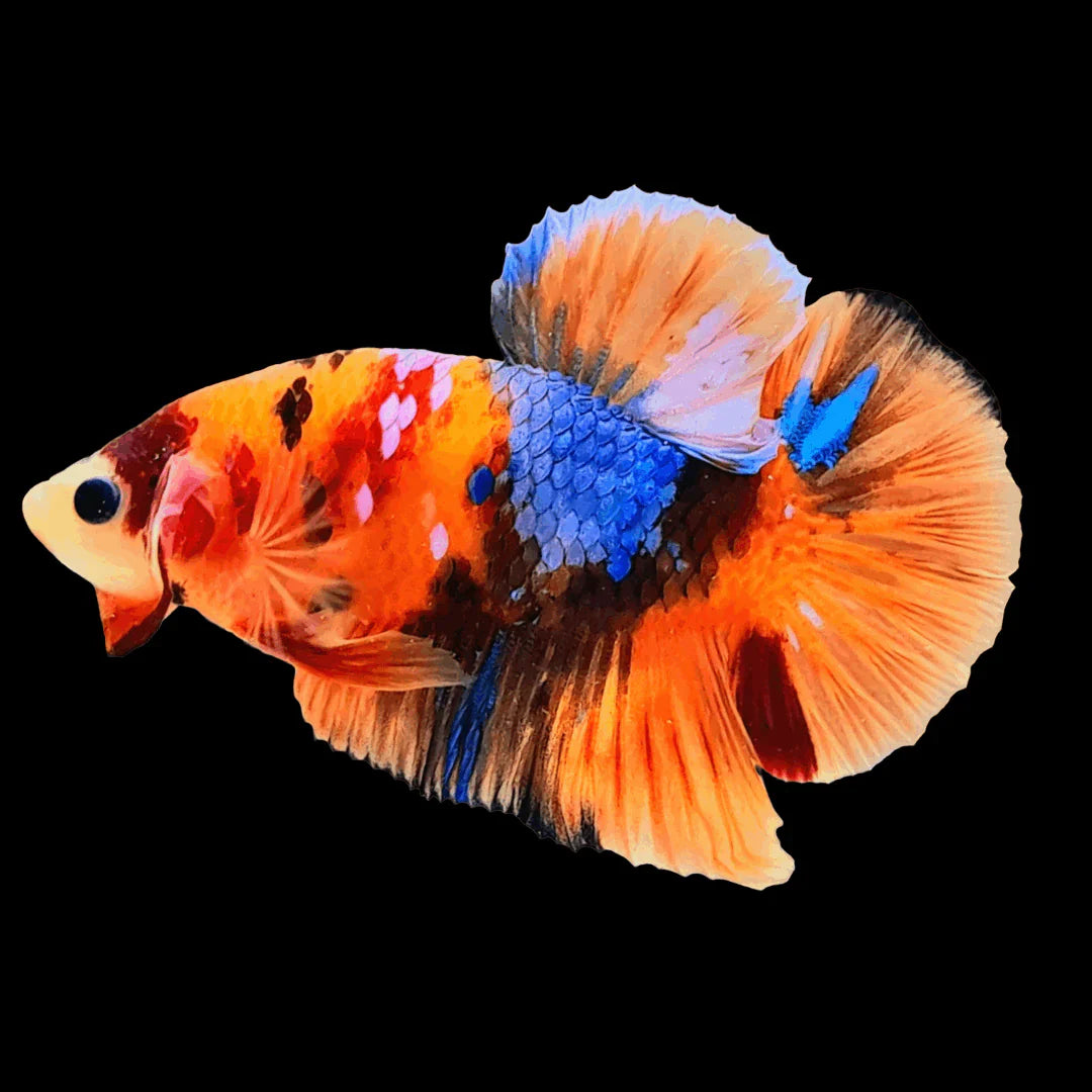 Betta Nemo (Male)