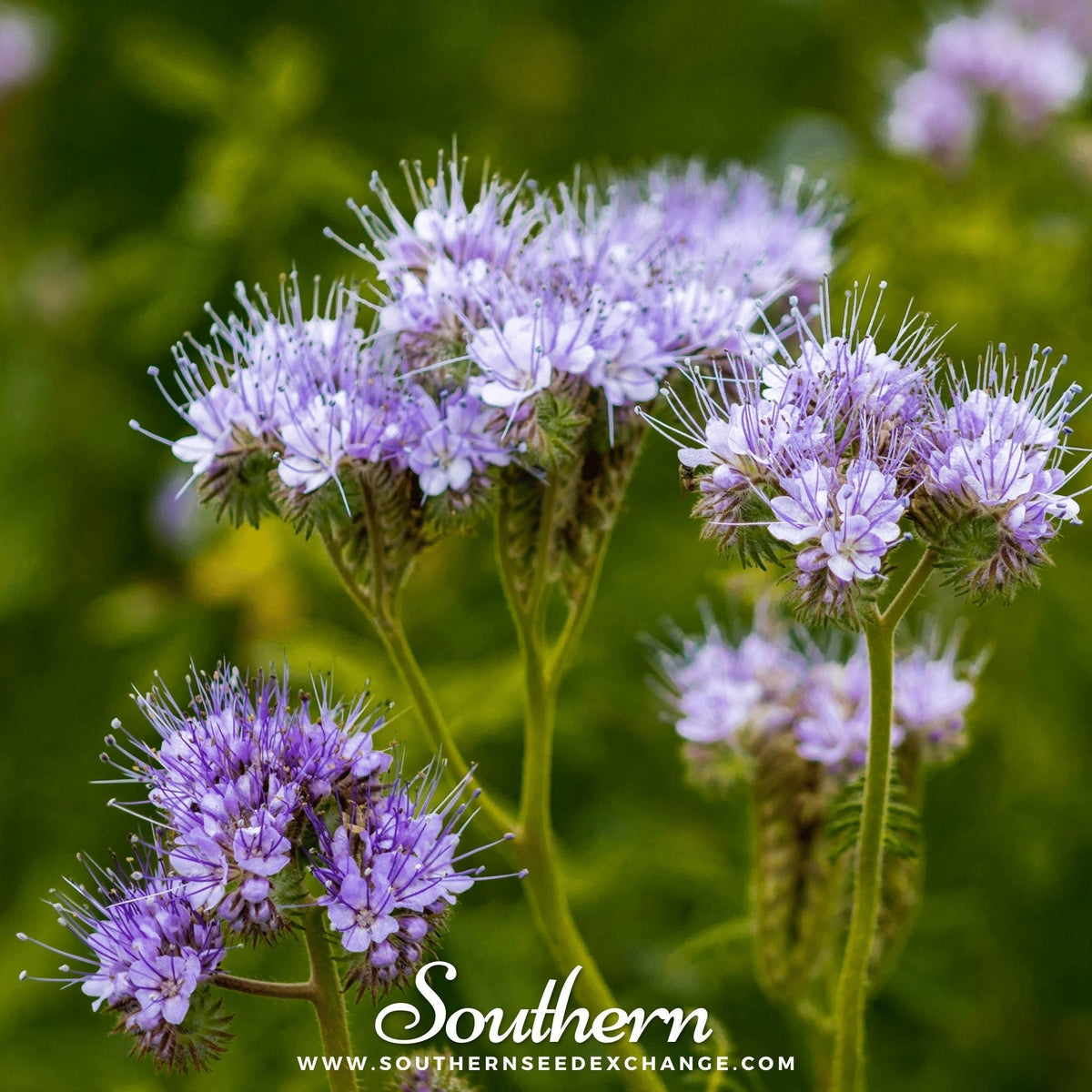 Lacy Phacelia Seeds, Bee & Butterfly Friendly, Non-GMO, Wildflower, Annual, Phacelia Tanacetifolia, 200 Seeds